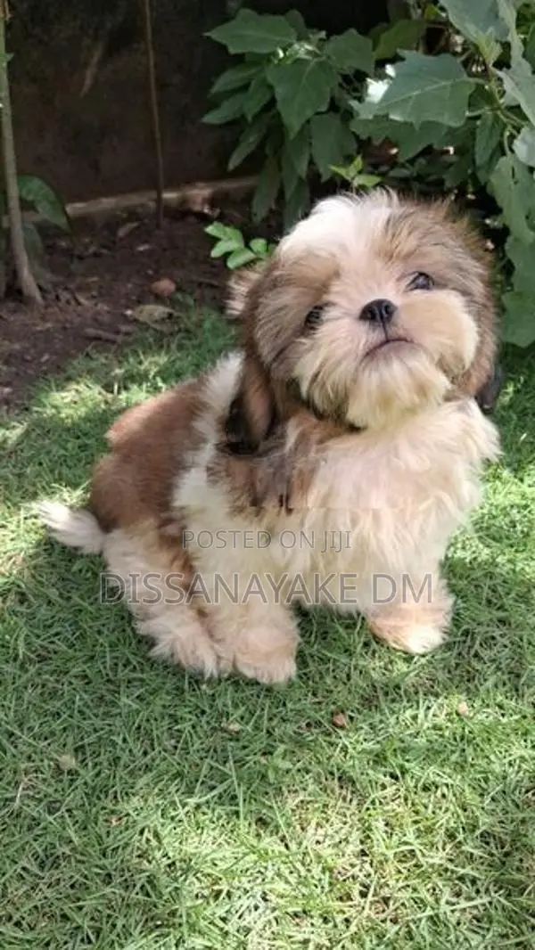 Shih Tzu Puppy