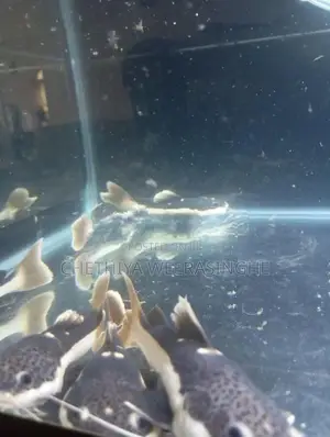 Red Tail Catfish