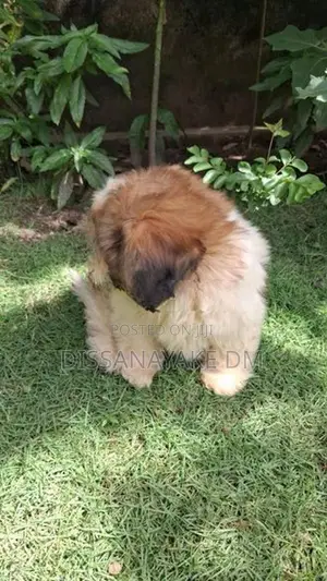 Shih Tzu Puppy