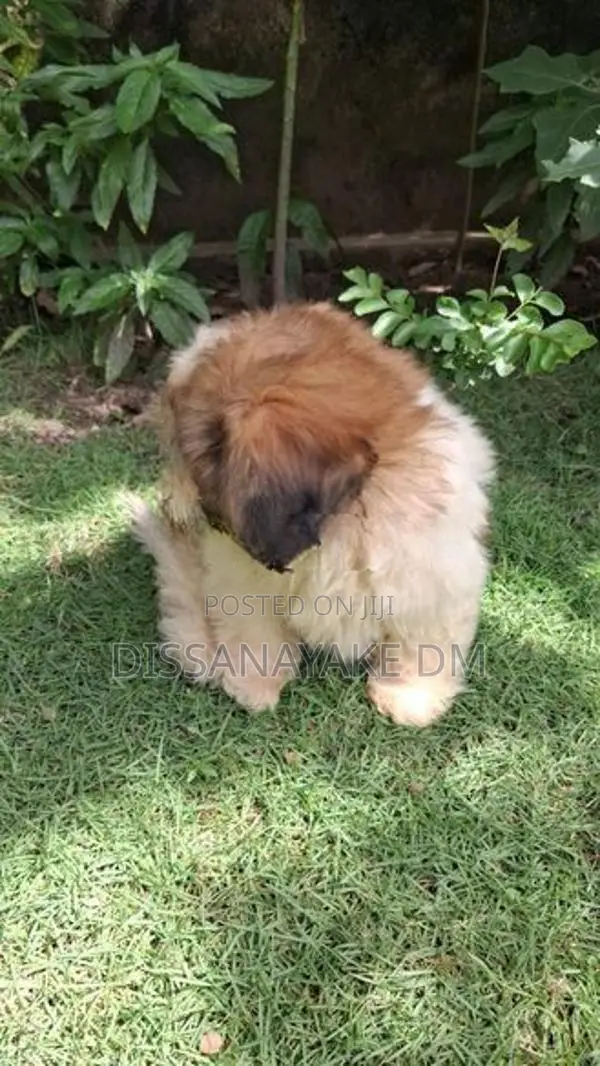 Shih Tzu Puppy