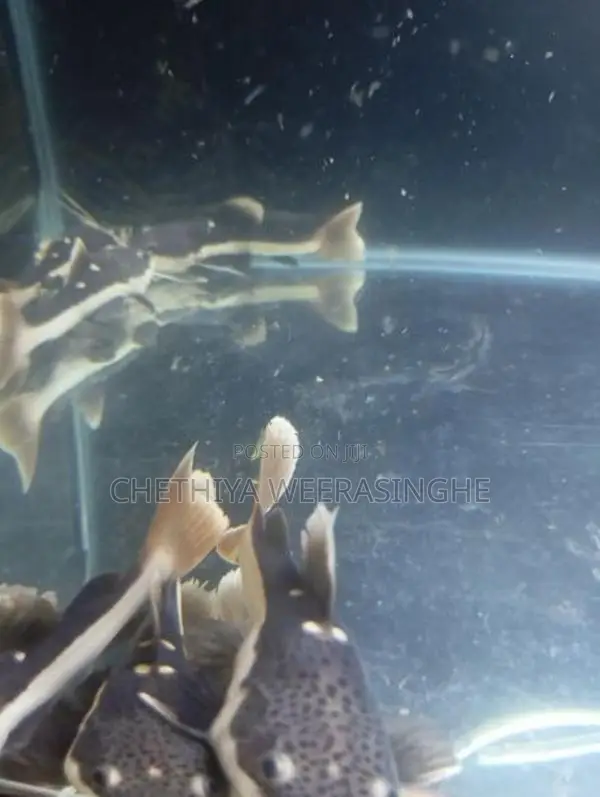 Red Tail Catfish