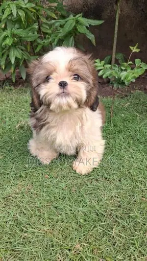 Shih Tzu Puppy