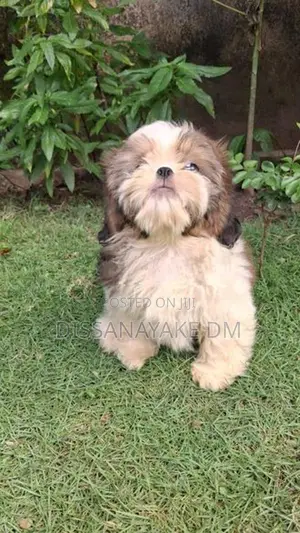 Shih Tzu Puppy