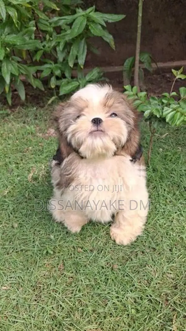 Shih Tzu Puppy