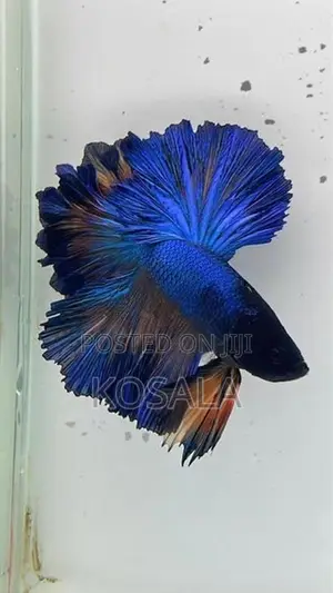 Fighter Fish