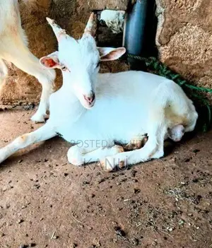 கிடா குட்டி