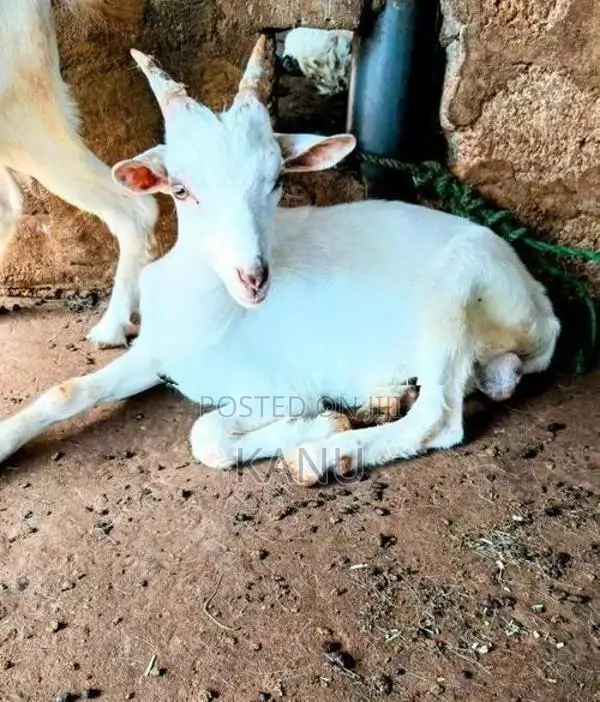 கிடா குட்டி