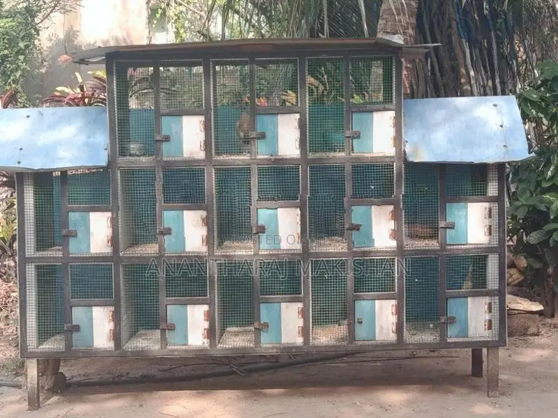 Bird Cage
