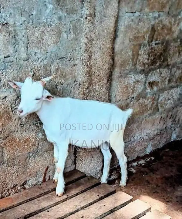 கிடா குட்டி