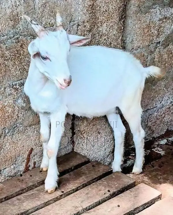 கிடா குட்டி