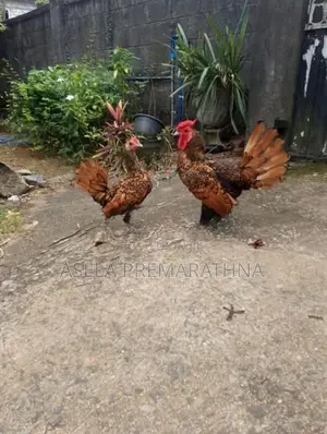Gold Sebright Chicks