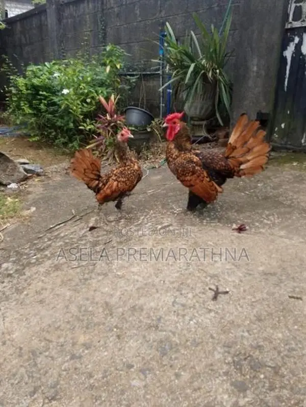 Gold Sebright Chicks