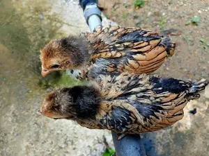 Gold Sebright Chicks