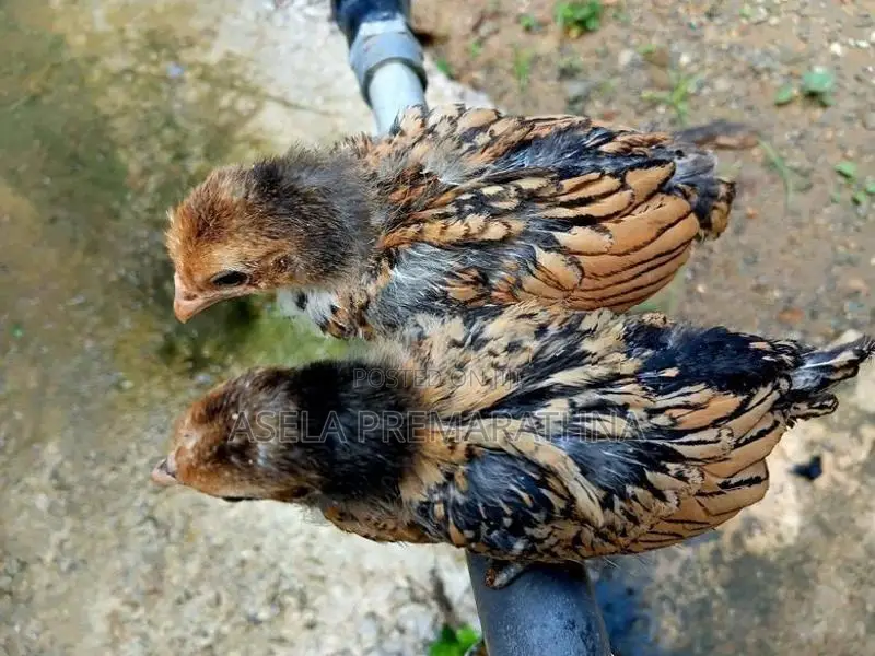 Gold Sebright Chicks