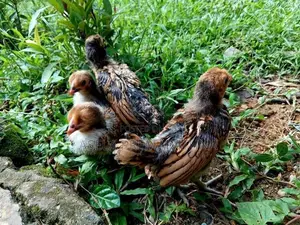 Gold Sebright Chicks