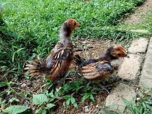 Gold Sebright Chicks