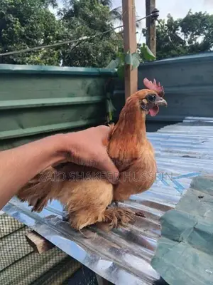 Chicken