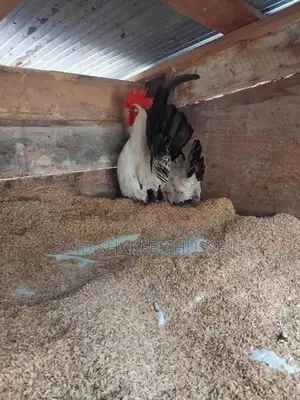 Chicken