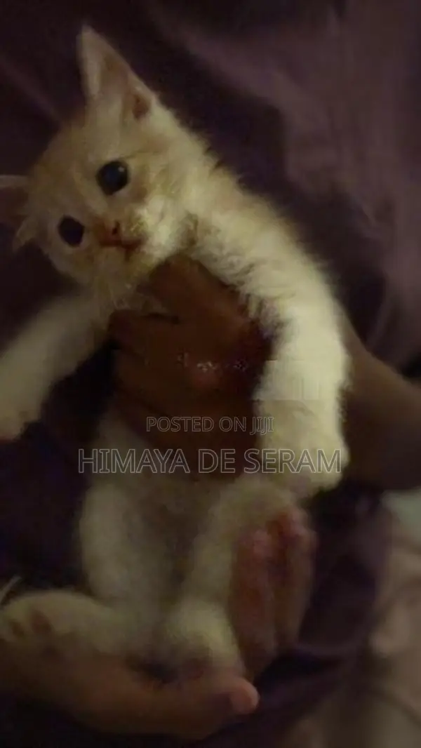 Persian Kitten