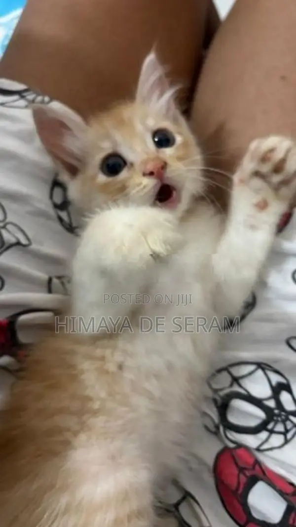 Persian Kitten