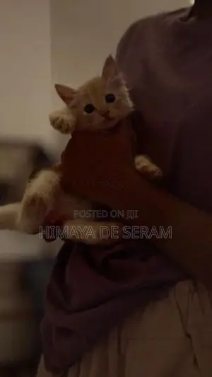 Persian Kitten