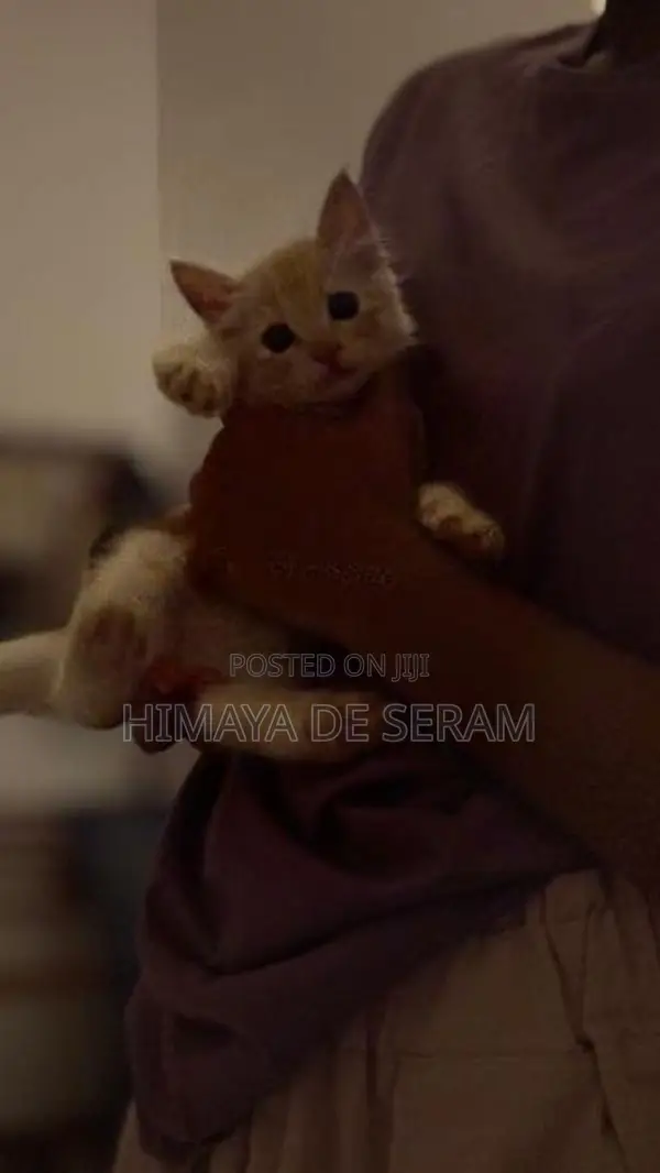 Persian Kitten