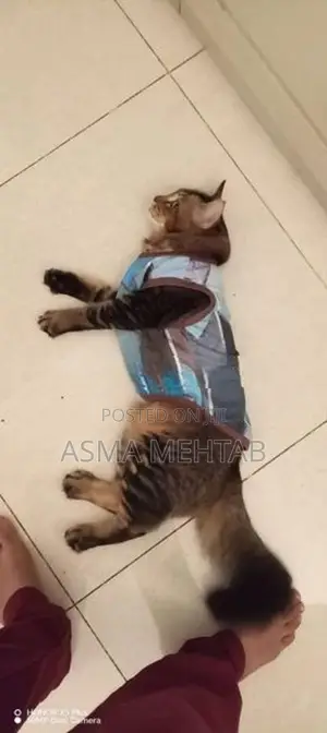 Tabby Cat