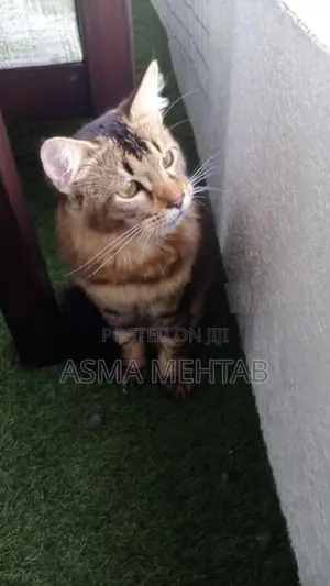 Tabby Cat