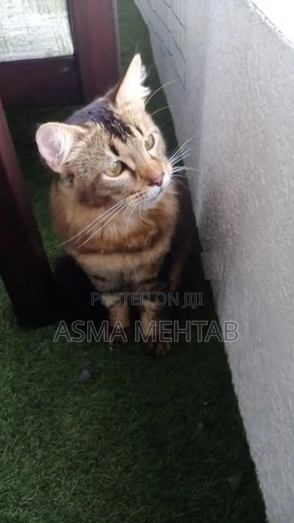 Tabby Cat