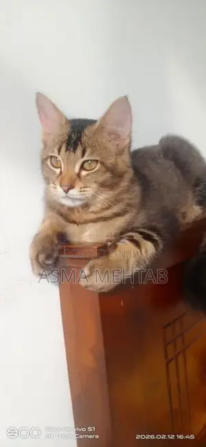Tabby Cat