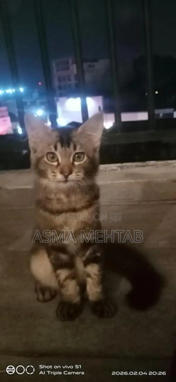 Tabby Cat