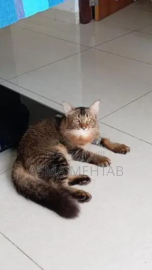 Tabby Cat