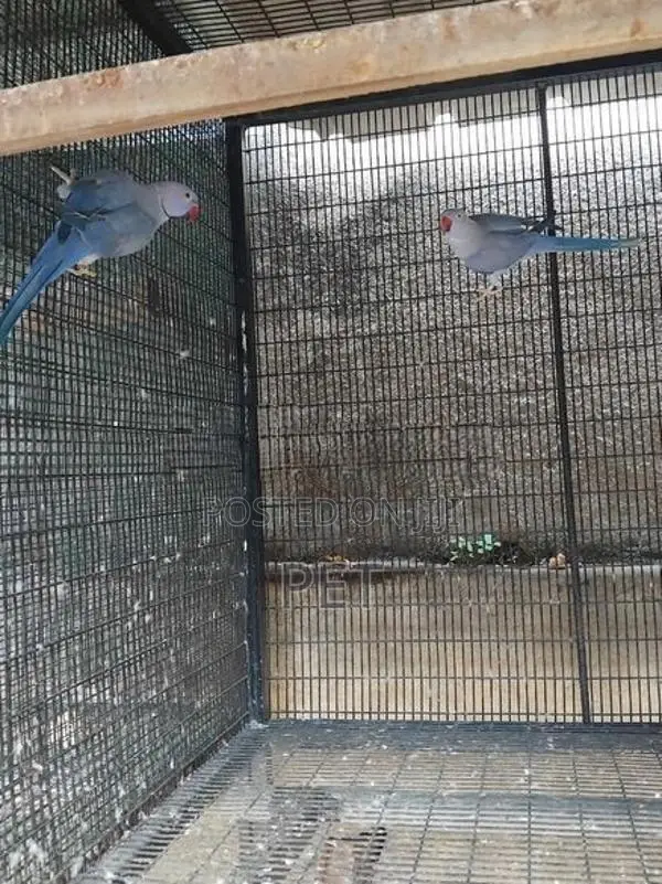 Love Bird