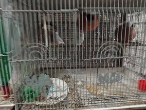 Java Sparrows