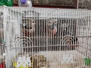 Java Sparrows