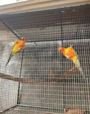 Love Bird