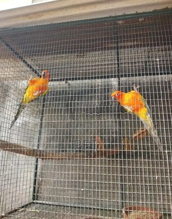 Love Bird