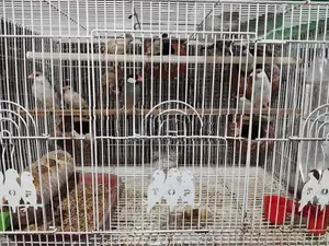Java Sparrows