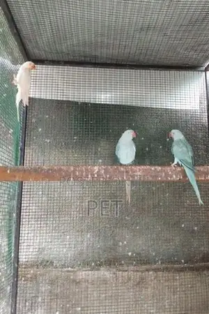 Love Bird