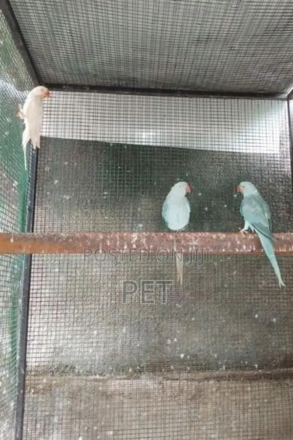 Love Bird