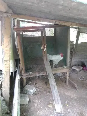 Chicken Cage