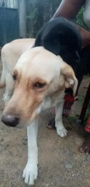 Labradog Female