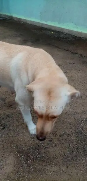 Labradog Female