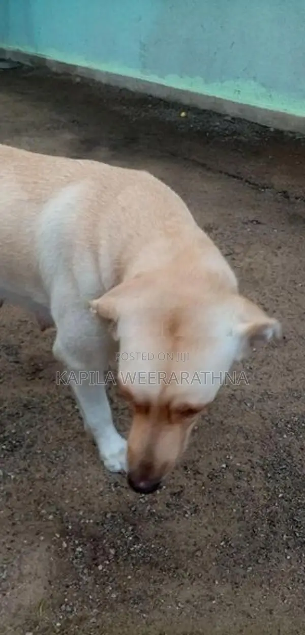 Labradog Female