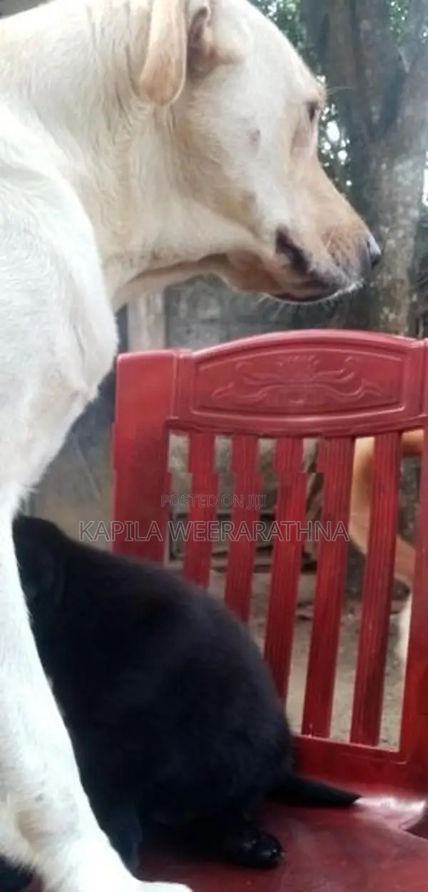 Labradog Female