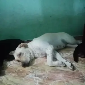 Labradog Female