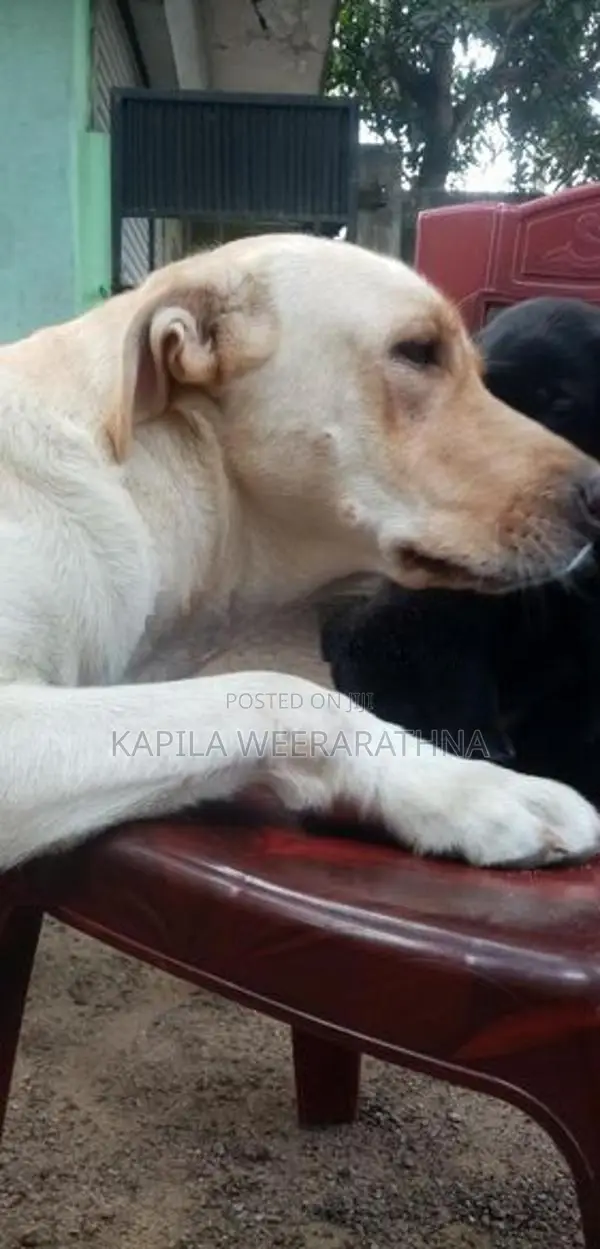 Labradog Female