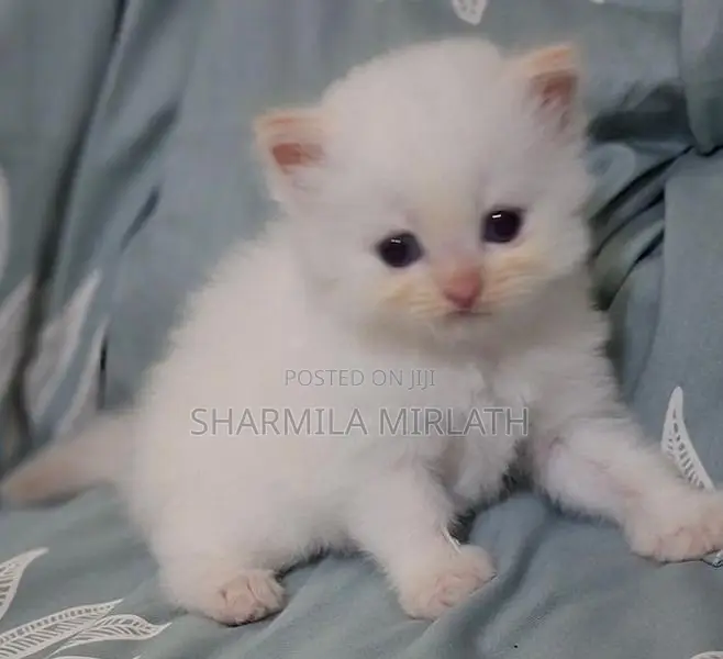 Persian Cat