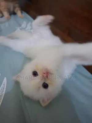 Persian Cat