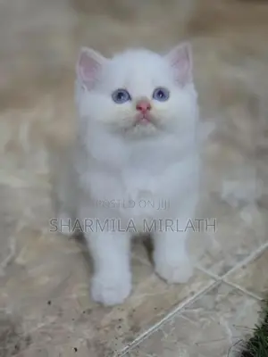 Persian Cat